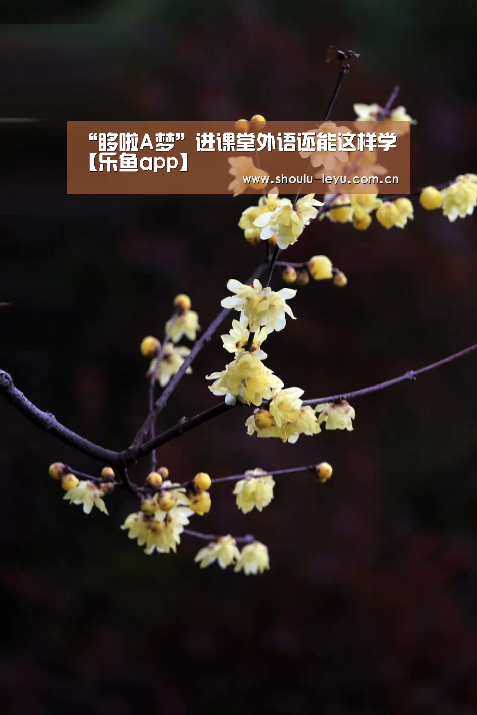 “哆啦A梦”进课堂外语还能这样学【乐鱼app】(图3) “哆啦A梦”进课堂外语还能这样学【乐鱼app】(图3)